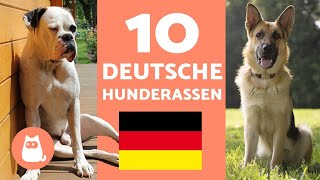 Die 10 beliebtesten DEUTSCHEN HUNDERASSEN  Hunde deutscher Herkunft [upl. by Neerihs]