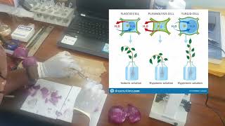 Plasmolysis In Onion Cells [upl. by Nnylaj]