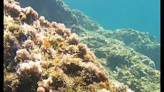 Awesome Paleokastritsa Corfu beach snorkeling and diving [upl. by Eletnahs]