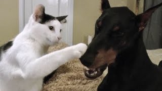 Pancake the kitten loves his Doberman [upl. by Riatsila]