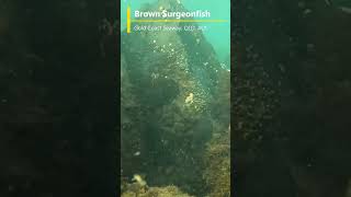 Brown Surgeonfish at Gold Coast Seaway [upl. by Cooperman]