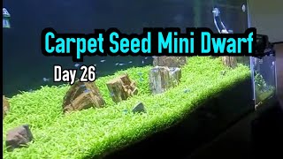 Day 26 Carpet Seed Mini Dwarf  magic seed aquascape [upl. by Rose]