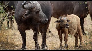 Evaluation of Pharmacokinetic Parameters of Cefquinome in Marathwadi Buffalo Calves India [upl. by Eboj]