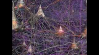 Neurons How they work in the Human Brain [upl. by Nayllij]