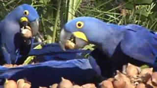 Hyacinth Macaws feeding in Brazil [upl. by Eiaj]