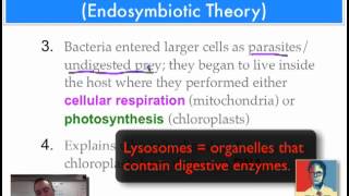 Chapter 17 Part 9  Endosymbiotic Theory [upl. by Ahsiemat550]