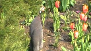 helmeted guineafowl sings [upl. by Lawley]