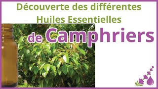 Les différentes huiles essentielles de Camphriers  Ravintsara Camphrier Bois de Hô  Dr Couic [upl. by Atinej]