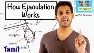 How Ejaculations Work  Tamil [upl. by Hallutama]