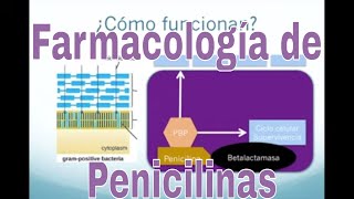 Farmacología de la Amoxicilina y otros antibióticos tipo penicilina [upl. by Mccord]