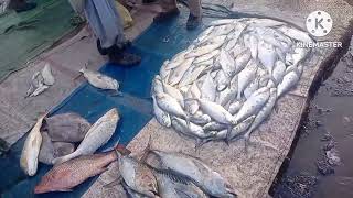 A VISIT TO FISHERI MARKET KARACHI WITH DIFFERENT VARIETIES OF FISH [upl. by Sayer]