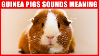 Guinea Pig Sounds and What They Mean [upl. by Mano]