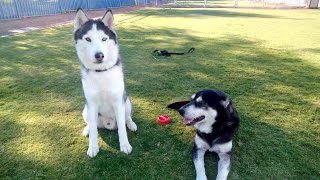 Owning a Siberian Husky TIP GUIDE [upl. by Sherer]