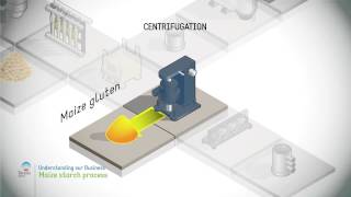 Maize starch process [upl. by Anuahc]