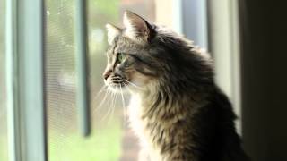 Maine Coon Chirp [upl. by Milak987]