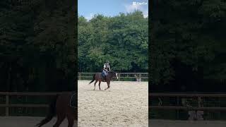 Caresse au trot rênes longues 🥹🤗 [upl. by Alliscirp988]