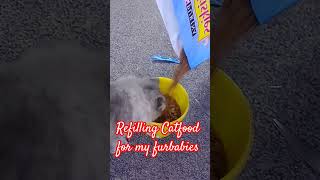 shorts catfood refill furbabies satisfying viralvideo asmrsounds youtubeshorts [upl. by Jezabella]