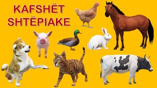 KAFSHËT SHTËPIAKE [upl. by Trebmal]