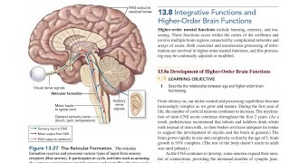 The Reticular Formation [upl. by Schwing]