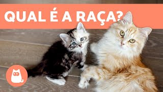 Como saber a RAÇA do SEU GATO 😺  Características e grupos [upl. by Ahasuerus]