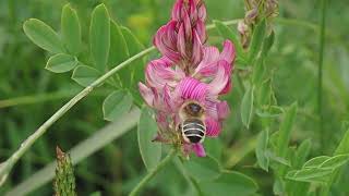 Sainfoin Bees Melitta dimidiata at Tilshead and Bustard Verdette Wiltshire 24 June 2024 [upl. by Ellienad]