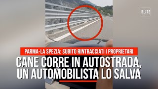 ParmaLa Spezia cane abbandonato in autostrada un automobilista lo salva [upl. by Narmi]