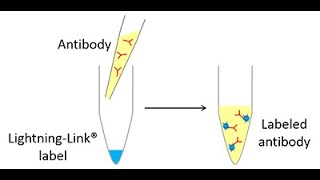 Expedeon LightningLink® antibody labeling technology [upl. by Nnyleve]