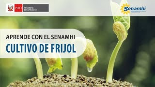 Aprende con el SENAMHI  Cultivo de Frijol [upl. by Lordan]