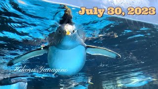 Gentoo Penguins サービス精神旺盛なジェンツーペンギンと泳ぎ回るキングペンギン July 30 2023 横浜・八景島シーパラダイス [upl. by Helaine]