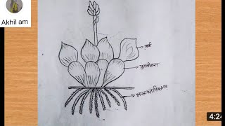 How to draw eichhornia crassipes labelled drawingWater Hyacinth ki drawingjalkumbhi Ka Chitra [upl. by Grata]