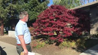 Laceleaf Japanese Maple Acer palmatum Dissectum [upl. by Eveline604]