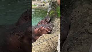 hippopotamus vs crocodile hippo hippopotamus crocodile facts animals wildlife nature tiktok [upl. by Mcintosh61]