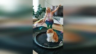 Cute TikTok Cats Compilation 🐾 [upl. by Alyosha336]