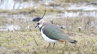 Foottapping Lapwing Marshside 4323 [upl. by Danice]