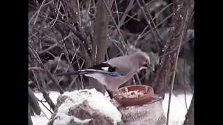 Winterfütterung für Vögel ARD 1991 [upl. by Parthen]