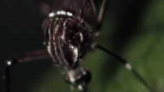 Aedes aegypti e Aedes albopictus  Uma Ameaça aos Trópicos parte 1 [upl. by Gniy]