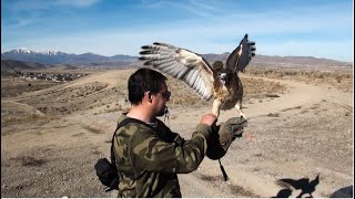 Falconry Preventing redtail aggression [upl. by Rollecnahc]