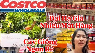 Costco Đại Hạ Giá Rẻ Cây Giống Ngon Và Nhiều Mặt Hàng Khác Thu Hoạch Củ Quý [upl. by Eenafit]