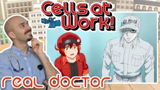 REAL Doctor reaction to Cells at Work Anime review  Hataraku Saibou  Pneumococcus [upl. by Arihat]