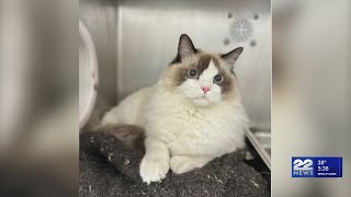 Purebred cat in need of hip surgery before available for adoption [upl. by Siaht953]