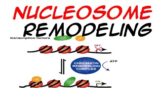 Nucleosome Remodeling [upl. by Dorry]