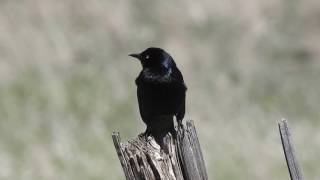 Brewers Blackbird male singing [upl. by Amles]