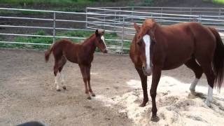 Hydrive Cat Colt gettin schooled by mamma [upl. by Nehtanoj]