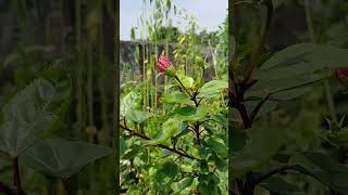 Multi petal hibiscus update in 18 th September Suklas Garden [upl. by Notsag]