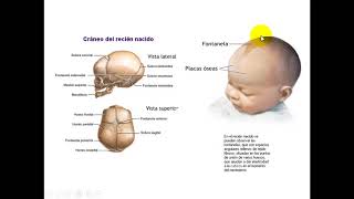 ANATOMIA ÓSSEA DA CABEÇA PARA ODONTOLOGIA PARTE 1 [upl. by Aiciles]