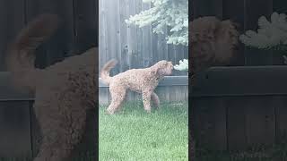 Barking dog goldendoodle goldendoodle shorts viral [upl. by Shoshanna]