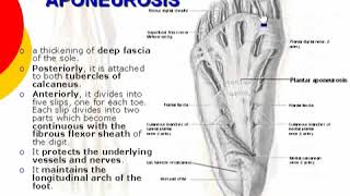 130 L Limb Plantar aponeurosis د أحمد كمال [upl. by Bully]