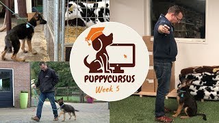 Online puppycursus week 5  trekken afleren  begin basis training [upl. by Carper224]