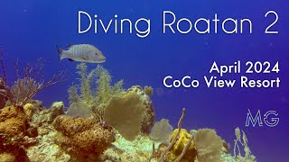 Diving Roatan 2024  4k HDR [upl. by Enialed]