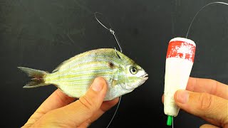 How to use Pinfish for Bait  The Best Way to Rig a Live Pinfish [upl. by Aisena]